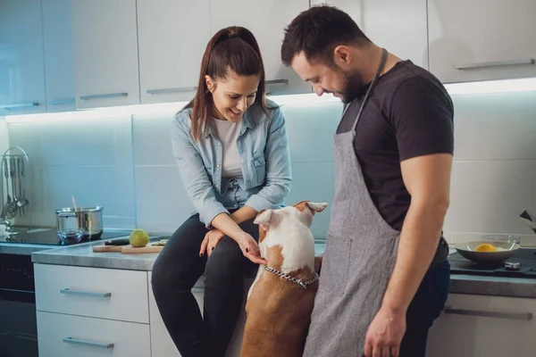 Casal Sorridente Brincando Com Seu Cachorro Cozinha Cão Está Enquanto — Fotografia de Stock