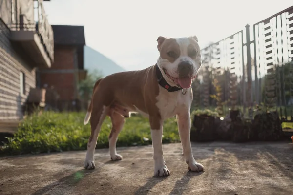 Głupi Uśmiechnięty Pies Amstaff Stojący Podwórku Patrzący Kamerę Piękne Góry — Zdjęcie stockowe