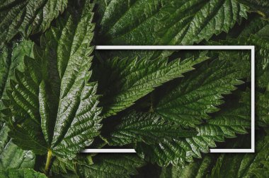 Yeşil ısırgan otu yaprakları beyaz çerçeveli ve hamur için yeri olan su damlalarıyla.