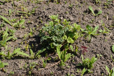 Genç patates filizleri otlar ve otlarla kaplandı. Tımarlanmış bahçe.