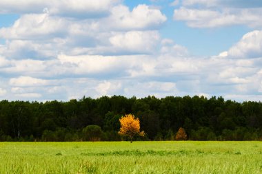 Küçük sarı bir ağaç yeşil bir ormana karşı duruyor. Güneşli bir günde ormanın üzerinde kabarık bulutlar.