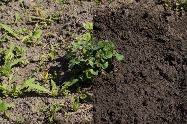 İşten önce ve sonra otlarla kaplanmış patates filizleri. Tarım ürünlerinin bakımıyla ilgili tamamlanmış çalışma.