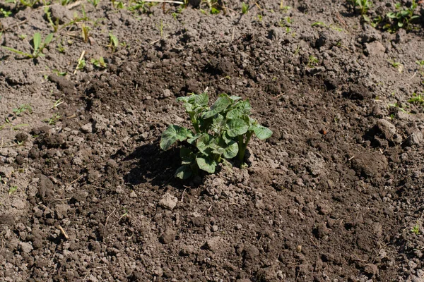 Sebze bahçesinin arka planında patates filizleri..