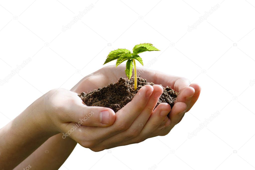 Two hands on a white background hold the ground with a sprouted young sprout. Concept for the theme of gardening.