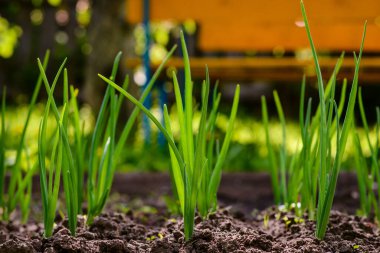 Bahçenin arka planında yeşil soğan filizleri var.