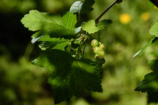 日出时分 在花园里 一株年轻的未成熟的醋栗绿色浆果 — 图库照片