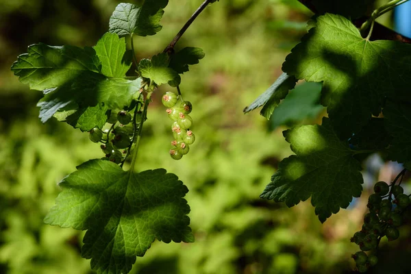 Jonge Onrijpe Groene Bessen Van Een Bes Een Tuin Bij — Stockfoto