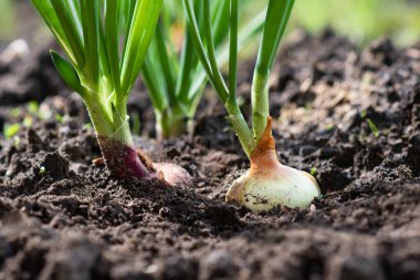 Yedek kulübesinde soğan yetişiyor. Bahçede taze hasat.