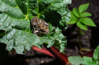 Geceleri bir kurbağa büyük yeşil bir dulavrat yaprağına oturur..