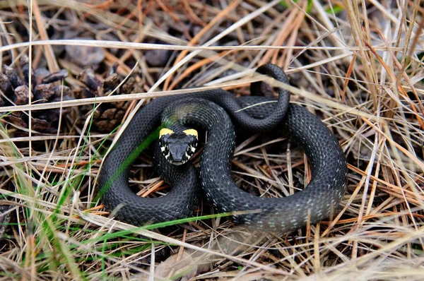 Little Black Snake Lies Forest Pine Needles — Stock Photo, Image