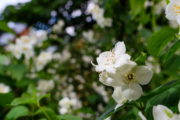 Jasminblüten Auf Einem Hintergrund Aus Holz Unter Hellem Sonnenlicht — Stockfoto