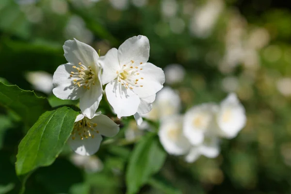 Pequeña Flor Jazmín Sobre Fondo Follaje Verde Luz Del Sol —  Fotos de Stock