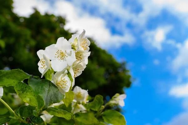 Mehrere Weiße Jasminblüten Auf Blauem Himmel Und Baum — Stockfoto
