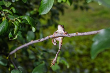 İnce bir dalda asılı küçük kurbağa. Pençelerini tutar ve düşmekten kaçar.