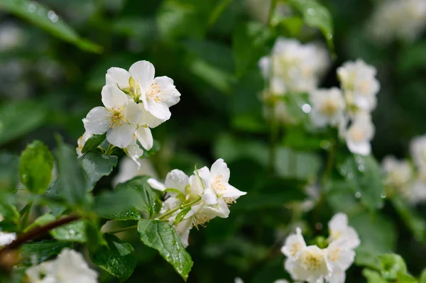 Fragrant Jasmine Flowers Summer Rain — Stock Photo, Image