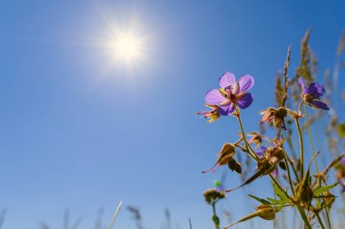 Parlak güneş ve gökyüzünün arka planında leylak çiçeği. Çiçeğin yanında bir metin yeri var..