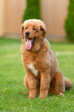Zencefilli mastid köpek çimenlerde oturuyor.