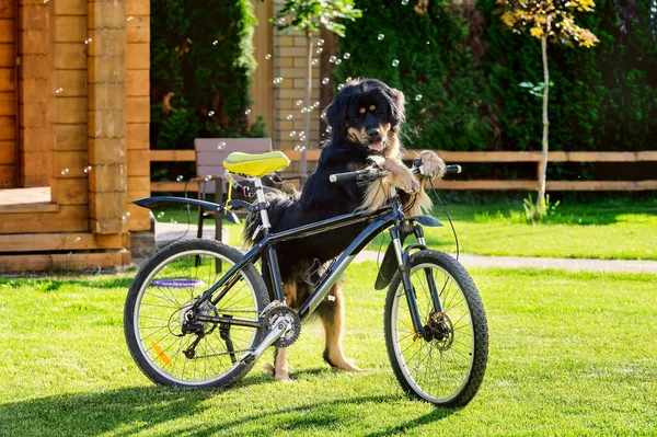 Büyük siyah köpek yeşil çimlerin üzerinde duruyor ve bir bisiklet tutuyor.