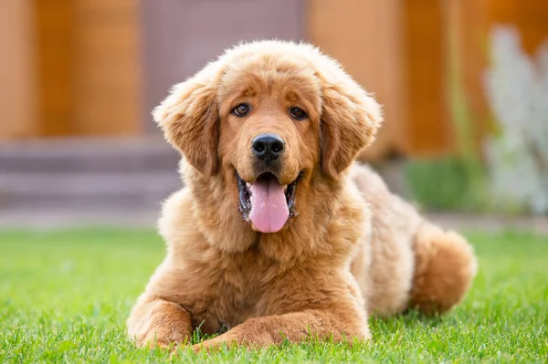 A very positive red puppy is lying on a green lawn, looking at the camera and smiling. Tibetan mastiff puppy