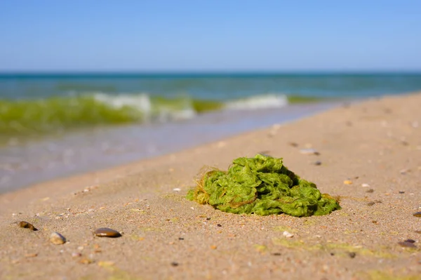 Mar Sujo Com Algas Verdes Flor Sazonal Água Mar Muito — Fotografia de Stock