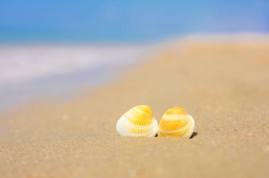 Kumsalda iki deniz kabuğu var. Arka planda, mavi 