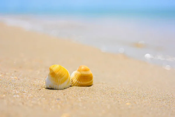 Deux Coquillages Trouvent Sur Une Plage Sable Fin Arrière Plan — Photo