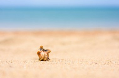 Kumsalda küçük bir deniz kabuğu yatıyor. Arka planda, mavi deniz. Deniz kabuklarına odaklan, bulanık arkaplan.