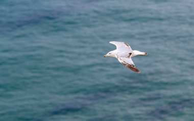 Martı denizin üzerinde uçar. Yukarıdan görüntüle.