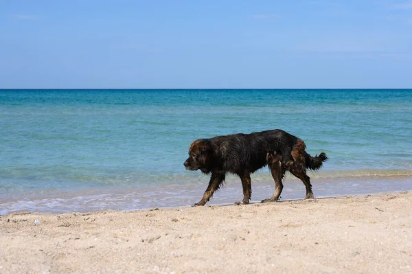 Ένα Αδέσποτο Σκυλί Περπατάει Στην Παραλία Ένας Θιβετιανός Μαστίφ Περπατάει — Φωτογραφία Αρχείου