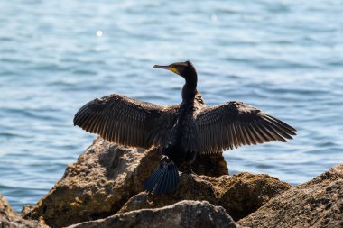 Kara karabatak kanatlarını denizin arka planında bir taşla kurutur. Arkadan güzel tüylere bak.
