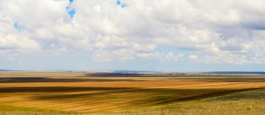 Panorama. Sarı alanlar ve bulutlu gökyüzü. Tarlalarda, bulutların gölgesinde.