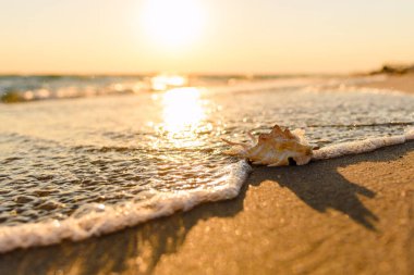 Gün batımında deniz kıyısında büyük güzel bir deniz kabuğu uzanır. Deniz dalgası kumlu sahili ve deniz kabuğunu gün batımında yıkar. Kabuğa odaklanıyorum..