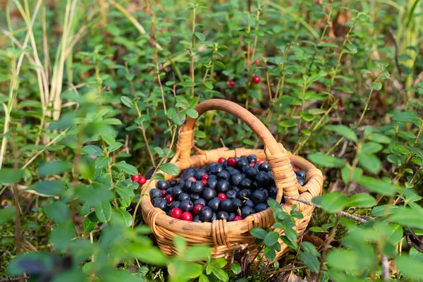 Liten Korg Med Bär Står Skogen Blåbär Och Lingon Korg — Stockfoto