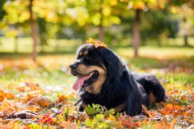 Sonbahar ormanında büyük siyah bir köpek. Tibetli Mastiff sonbahar yeşilliklerinde yatıyor.