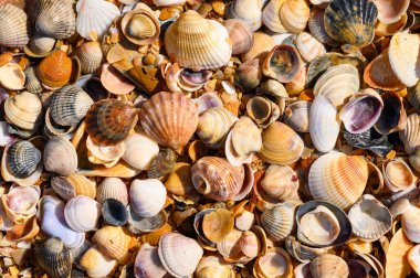 Denizcilik temalı bir geçmiş. Deniz kıyısı kabuktan yapılmıştır..