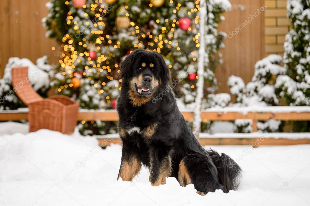 A large black Tibetan Mastiff sits in the snow. The dog sits on the background of a decorated Christmas tree and garlands.