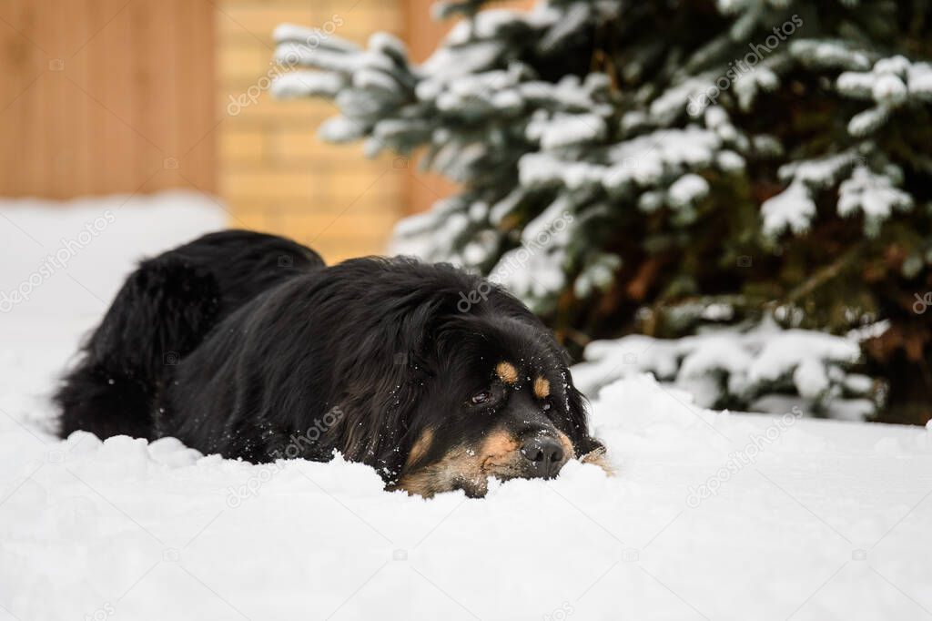 The dog lies in the snow in the yard.