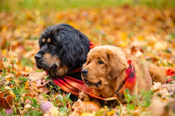 Two big dogs lie in the autumn forest. Dogs of the Tibetan Mastiff breed in autumn foliage. Focusing on the ginger dog.
