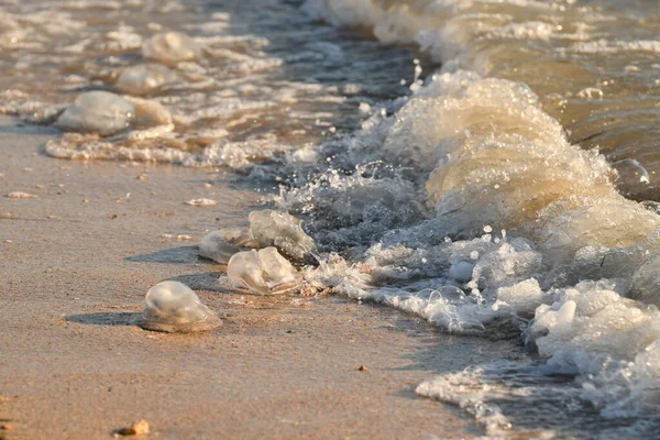 Ölü Denizanası Kıyıda Yatıyor Dalgalar Büyük Ölü Denizanalarını Kıyıya Fırlatıyor — Stok fotoğraf