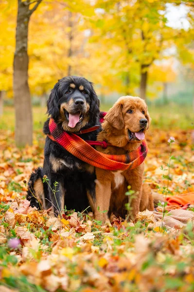 Bir örgü kahverengi eşarplı iki köpek. Sonbahar akçaağaç ormanında yürüyüşe çıkmış köpekler..