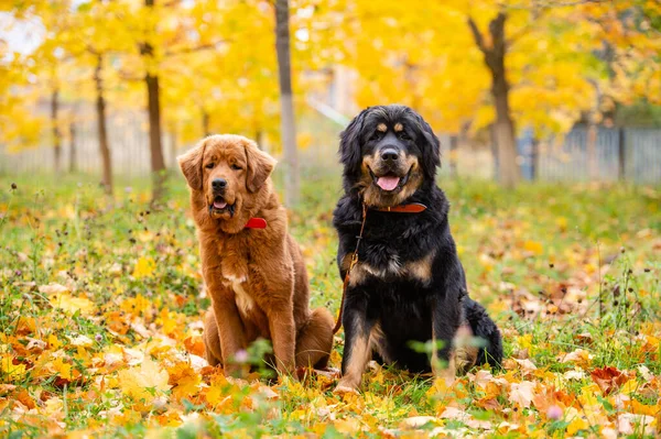 Sonbahar parkında iki büyük köpek oturuyor. Tibetli Muhafız Yürüyüşü.
