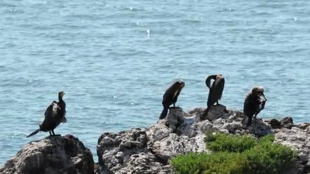 Varios Grandes Cormoranes Negros Están Sentados Una Enorme Roca Grupo — Vídeos de Stock