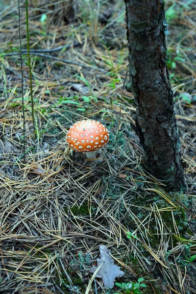 Paddenstoel Het Bos — Stockfoto