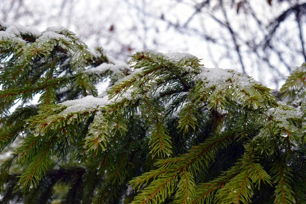 Fir Branches Snow — Stock Photo, Image