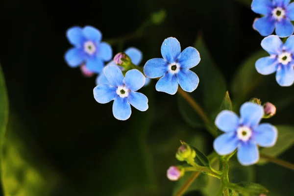 蓝色的春花离得这么近 大自然是宏观的 — 图库照片
