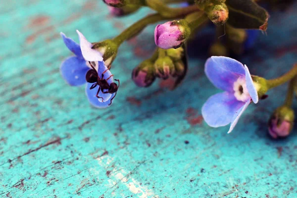 Kwiaty Niebieskie Sprężyny Drewnianym Stole Makro — Zdjęcie stockowe