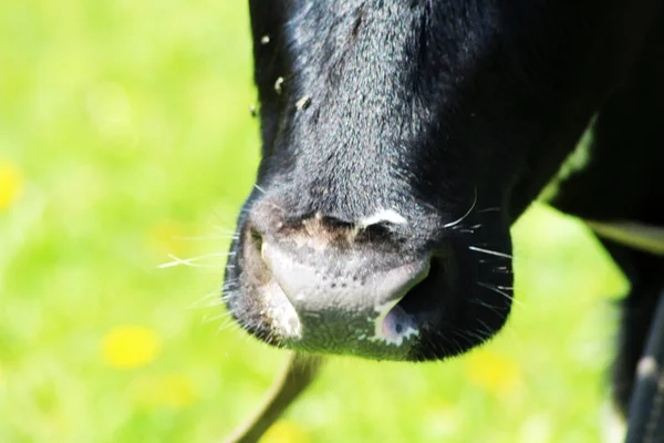 Neus Van Koe Zeer Dicht Bij Natuurlijke Achtergrond Outdoor — Stockfoto