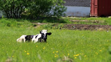 Komik inek bir yeşil yaz çayır üzerinde. Arka plan bulanık, doğa