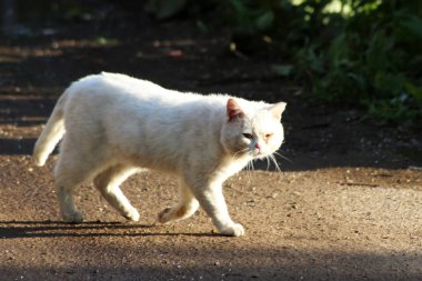 Beyaz kedi yolda, güneş ışığı. Güzel hayvan. Açık