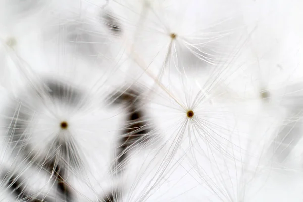 白い背景の性質上分離された栽培のタンポポ タンポポの種子のクローズ アップ — ストック写真